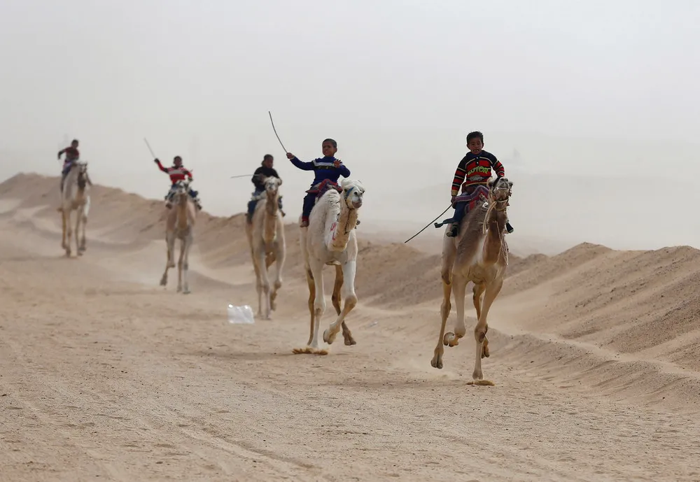 Child Jockeys of Camel Racing