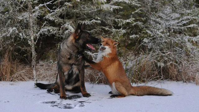 Life Fox And Hound