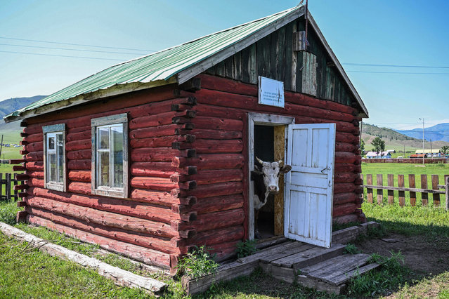 A cow is seen in a small uninhabited house in Hantay bag in the Bulgan province of Mongolia on July 1, 2024. (Photo by Hector Retamal/AFP Photo)