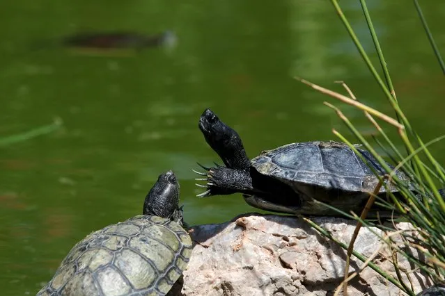 Turtles bask in the sun on a hot summer day at  a zoo in Spata near Athens, Greece July 16, 2015. (Photo by Yiannis Kourtoglou/Reuters)