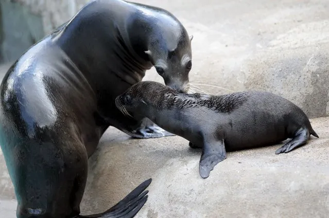 Newborn sea lion “Kaya” looks at her mother at an enclosure at the zoo in Wuppertal, Germany July 23, 2015. (Photo by Ina Fassbender/Reuters)