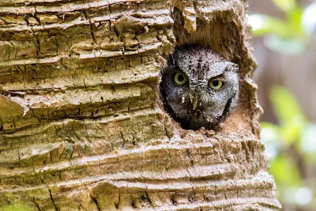 An eastern screech owl looks out from a palm tree cavity in Green Cay Wetlands, Boynton Beach, Florida, US. (Photo by Bill Gozansky/Alamy Stock Photo)