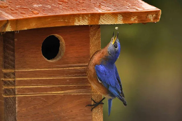 An eastern bluebird catches a drop of water as it falls from the roof of a nesting box on a rainy day, Tuesday, April 12, 2022, in Freeport, Maine. (Photo by Robert F. Bukaty/AP Photo)