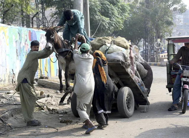 Passer-byes help an owner tries to pull down a donkey back onto the ground after an overloaded cart got dis-balanced on a road in Lahore, Pakistan, Friday, November 15, 2019. (Photo by K.M. Chaudary/AP Photo)