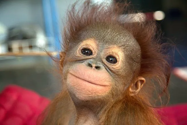 Meet the star students of orangutan school – the unique rehab centre where orphaned apes are taught how to climb trees and survive in the wild without their mum and dad. (Photo by Caters News)