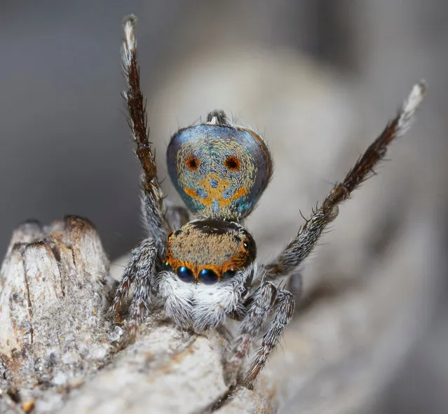 A specimen of the newly-discovered Australian Peacock Spider, Maratus Vultus, shows off his colourful abdomen in this undated picture from Australia. (Photo by Jurgen Otto/Reuters)