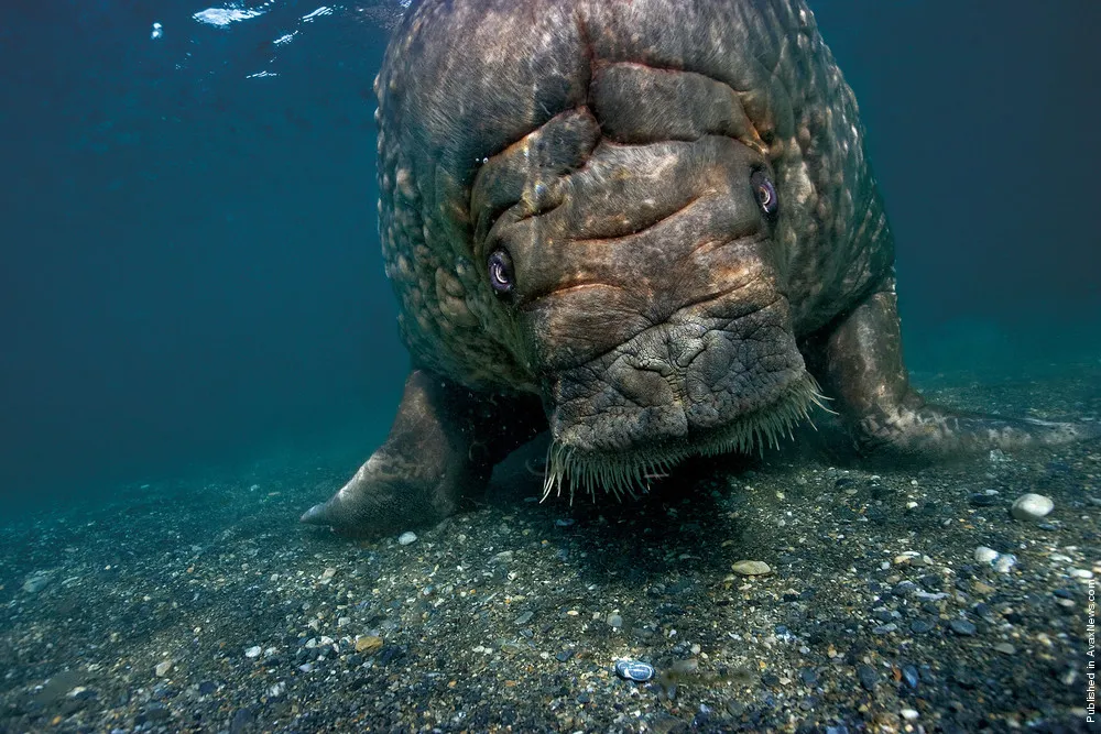 Polar Tales by Paul Nicklen. Part III