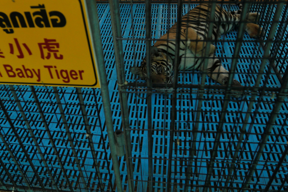 Thai Tigers