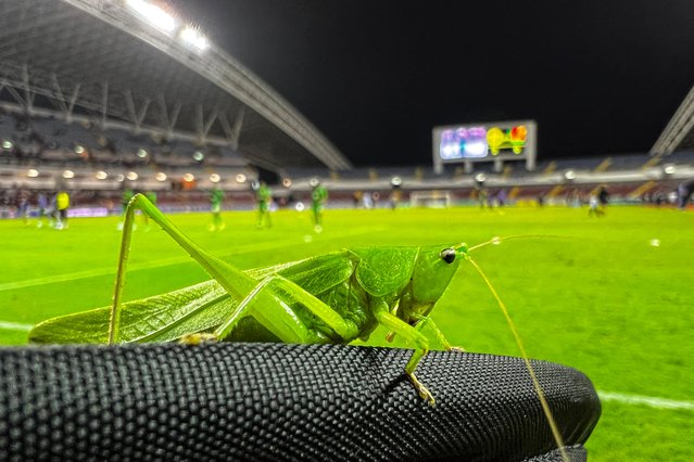 A cricket is seen posing on an advertising billboard during the Concacaf Nations League group stage football match between Costa Rica and Guadeloupe at the National Stadium in San Jose on September 5, 2024. (Photo by Ezequiel Becerra/AFP Photo)