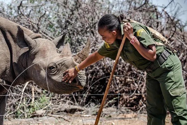 Wildlife ranger Salome Lemalasia, 30, strokes 5-year-old black rhino Loijipu in Sera Rhino Sanctuary, Samburu County, Kenya on May 11, 2022. Loijipu is an orphan black rhino who became the first black rhino calf to be born in a community conservancy in Kenya. Sera Rhino Sanctuary, in Sera Conservancy, is the first community-run black rhino sanctuary in East Africa. Kenya has lost nearly 70% of its wildlife in the past 30 years. Many conservancies in Kenya are transforming their models towards a community-based approach that allows local communities to improve their livelihoods while promoting conservation and facing the impact of climate change that threatens severely many of these protected areas. By placing communities at the centre of wildlife conservation and improving conservation incentives, conservancies in Kenya are securing livelihoods while reserving wildlife decline, resulting in the protection of Kenyas iconic wildlife for the future generations. (Photo by Luis Tato/AFP Photo)