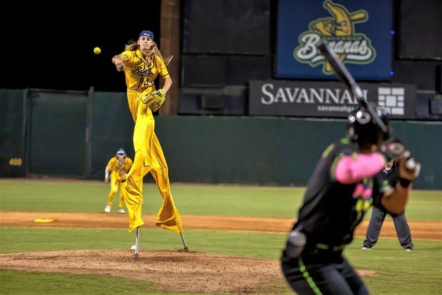 Dakota “Stilts” Albritton #14 of the Savannah Bananas pitches against the Party Animals at Grayson Stadium on May 11, 2023 in Savannah, Georgia.  Albritton plays Banana Ball on Stilts. He plays the field, bats, and he pitches all while wearing a pair of stilts while playing.   The Historic Grayson Stadium is the home of the independent professional baseball team called the Savannah Bananas. The Bananas were part of the Coastal Plain League, a summer collegiate league, for seven seasons. In 2022, the Bananas announced that they were leaving the Coastal Plain League to play Banana Ball year-round. Banana Ball was born out of the idea of making baseball more fast-paced, entertaining, and fun. (Photo by Al Bello/Getty Images)