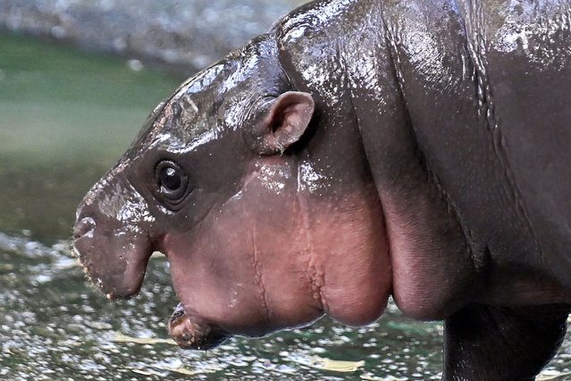 Moo Deng, a two-month-old female pygmy hippo who has recently become a viral internet sensation, is seen at Khao Kheow Open Zoo in Chonburi province on September 15, 2024. (Photo by Lillian Suwanrumpha/AFP Photo)