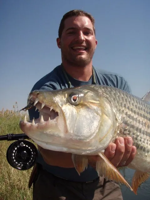 Hydrocynus goliath, also known as the goliath tigerfish, giant tigerfish or mbenga