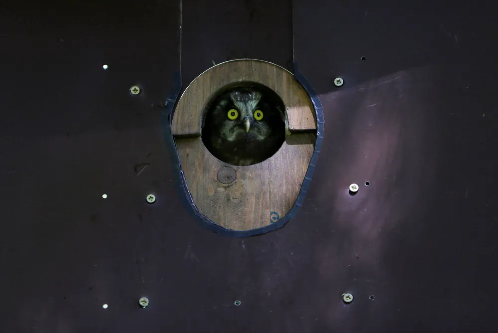 Watching Owls at the Smart Nest Box