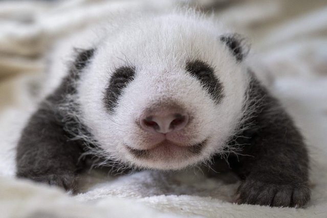 This recent handout photo released by the Berlin Zoological Garden on September 27, 2024 shows one of two Giant Panda cubs born at the zoo in Berlin, Germany. Female Giant Panda Meng Meng has given birth to twins on August 22, 2024, five years after giving birth to her first offspring. Both cubs are developing rapidly and have increased their weight tenfold, the zoo said earlier in a statement. (Photo by Berlin Zoological Garden/Handout via AFP Photo)