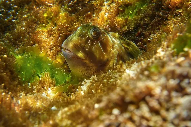 An underwater macro photo shows a Rock Goby fish (Gobius paganellus) hiding in a rock off the shore of the northern Lebanese coastal city of Batroun on May 27, 2022. (Photo by Ibrahim Chalhoub/AFP Photo)