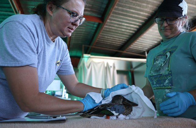 Duck Hospital volunteers Kari Wright (L) and Brianna Rigg (R) evaluate a sick duck that was found at the Tule Lake National Wildlife Refuge on October 03, 2024 in Dorris, California. An avian botulism outbreak at the Tule Lake National Wildlife Refuge has killed over 90,000 ducks and waterfowl since late August, the most severe outbreak in the refuge's recorded history. The U.S. Fish & Wildlife Service ended the collection of sick and dead birds today and estimates that tens of thousands more birds could still be sickened or die in the coming weeks. (Photo by Justin Sullivan/Getty Images)