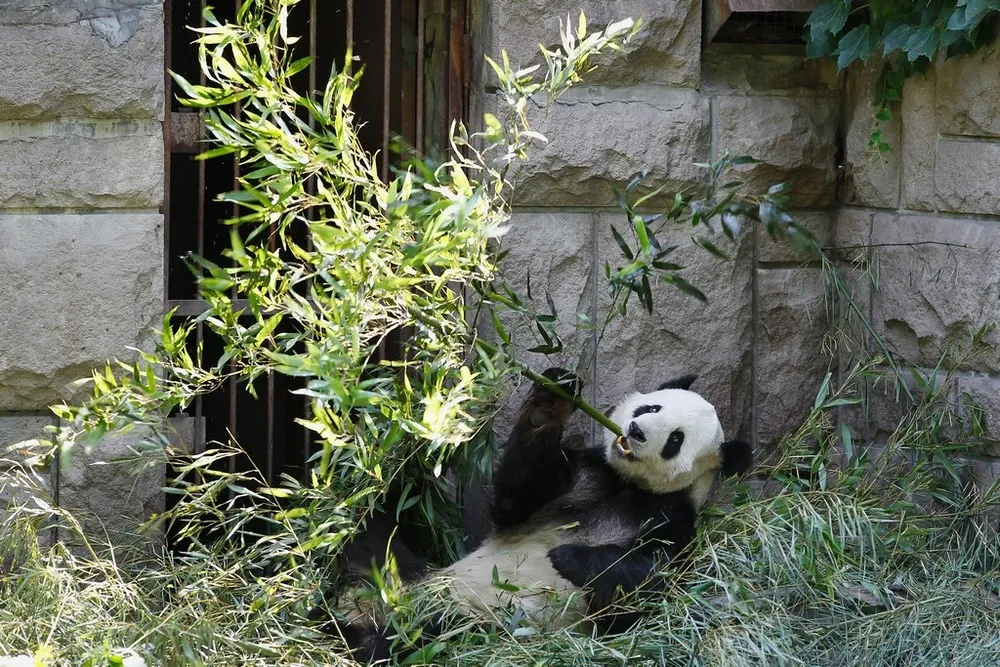 Giant Pandas in Beijing Zoo