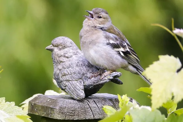 A wooden garden ornament proved too much for a chaffinch to resist in Cinderford, Gloucestershire on June 15, 2022. (Photo by Ray Buckley/Solent News)