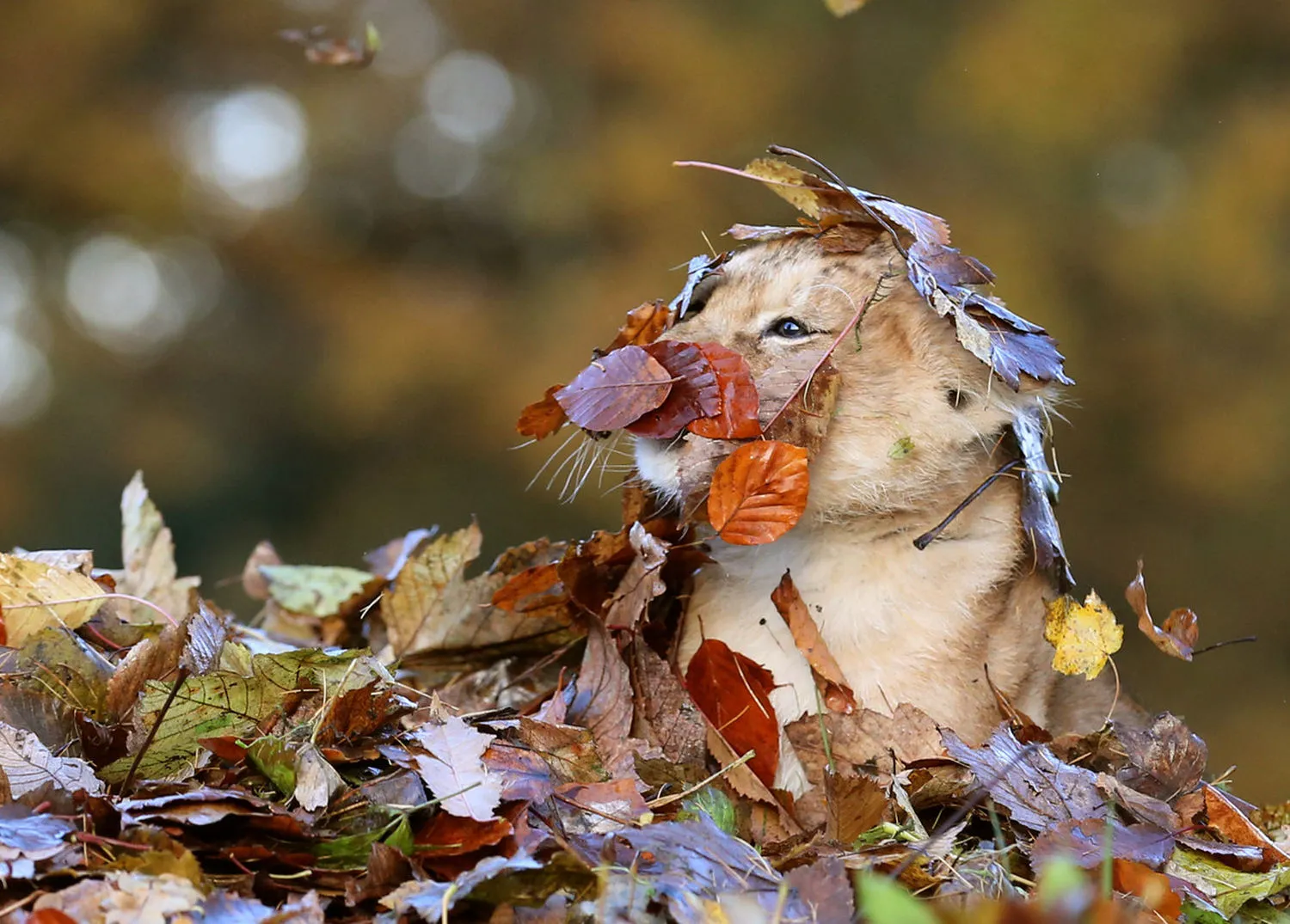 Осень позитивные картинки. Животные в осенних листьях. Львенок в листве. Забавные животные осенью. Смешные животные в осенний листве.