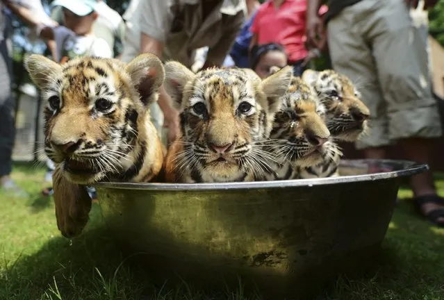 Tiger cubs take a bath in the summer heat in Yangzhou, Jiangsu province, July 31, 2014. (Photo by Reuters/Stringer)