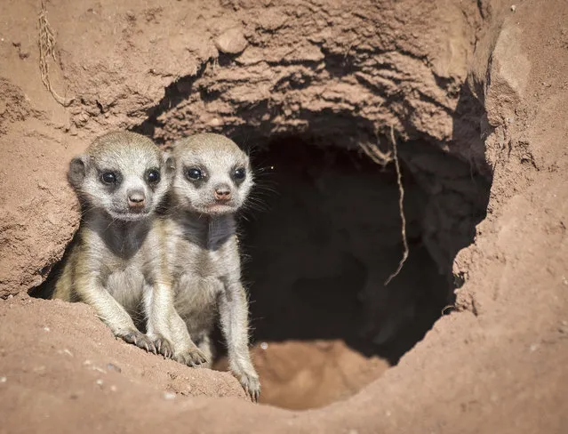 Meerkat babies look out of a hole in their enclosure at the zoo in Erfurt, Germany, Monday, August 10, 2015. The babies were born on July 17, 2015. (Photo by Jens Meyer/AP Photo)