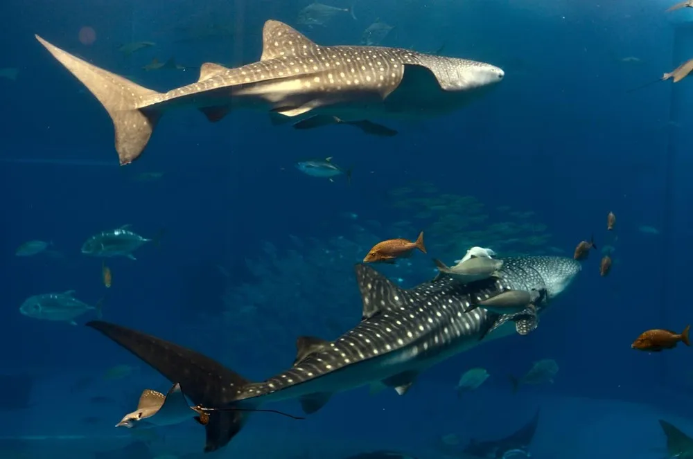 Okinawa Churaumi Aquarium