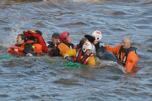 Emergency services attempt to rescue a large number of pilot whales who have beached on September 2, 2012 in Pittenweem near St Andrews, Scotland. (Photo by Jeff J. Mitchell)