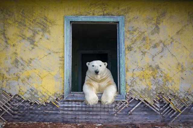 Polar frame, by Dmitry Kokh, Russia. When Kokh’s boat approached the small island of Kolyuchin in the Russian High Arctic, which had been abandoned by humans since 1992, he was surprised to spot movement in one of the houses. Binoculars revealed polar bears – more than 20 in total – exploring the ghost town. Dmitry used a low-noise drone to document them. (Photo by Dmitry Kokh/Wildlife Photographer of the Year 2022)
