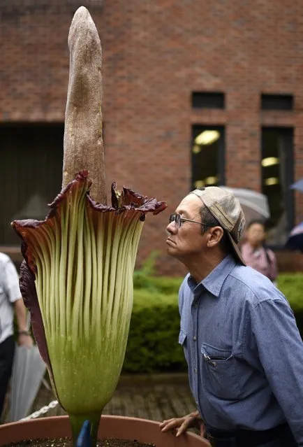A visitor smells a titan arum (Amorphophallus titanum) in bloom at the Jindai Botanical Garden in Tokyo, Japan, 07 September 2015. The giant flower started to bloom on 06 September at night and was presented to the public who gathered to observe the rare plant. Having the singularity to emit decomposing animal smell, the Indonesian plant last bloomed 3 years and 10 months ago at the Jindai Garden. (Photo by Franck Robichon/EPA)