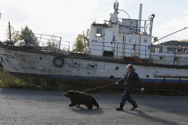 Alexander Kharatokin walks with a 9-month-old brown bear named Masha after it bathed in the Yenisei River outside Krasnoyarsk, Siberia, September 19, 2014. (Photo by Ilya Naymushin/Reuters)