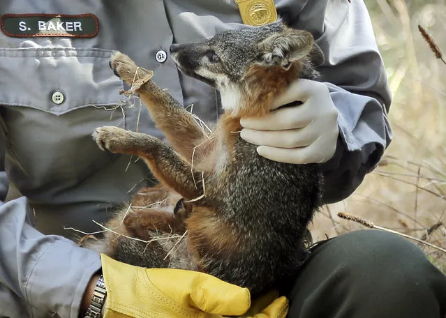 After being trapped for examination, biological science technician Stacy Baker examines an approximately 3-year-old female island fox prior to its release back into the wild on Santa Cruz Island in Channel Islands National Park, Calif., Thursday, August 11, 2016. (Photo by Reed Saxon/AP Photo)