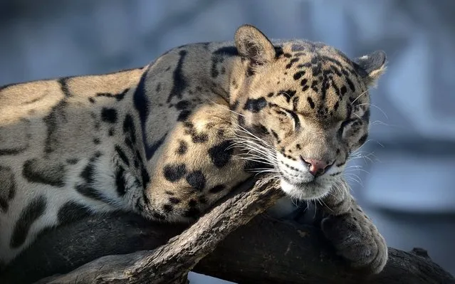 Clouded leopard male called Cayan in the outdoor enclosure at Usti nad Labem Zoo, Czech Republic on October 27, 2017. Clouded leopard is a wild cat occurring from the Himalayan foothills through mainland Southeast Asia into China. Its total population is suspected to be fewer than 10,000 mature individuals. Clouded leopards are the most talented climbers among Cats. In captivity, they have been observed to climb down vertical tree trunks head first, and hang on to branches with their hind paws bent around branchings of tree limbs. (Photo by Slavek Ruta/Rex Features/Shutterstock)