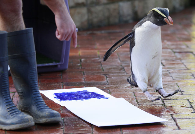 A penguin named Mr Munro fails in its first attempt to leave its footprint on a white canvas at Taronga Zoo in Sydney June 27, 2012. Keepers at Taronga Zoo have been collecting the footprints of almost 4,000 animals to make their mark and pledge their support for the wild, and the zoo announced its commitment to an elephant protection project in Thailand's Kui Buri National Park. (Photo by Daniel Munoz/Reuters)