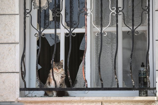 A cat is seen through a destroyed window in the Nur Shams camp on February 17, 2025. The “Iron Walls” operation launched by the Israeli army on camps in the Palestinian National Authority areas in the northern West Bank has displaced thousands of Palestinian families from their homes. (Photo by Nasser Ishtayeh/SOPA Images/Rex Features/Shutterstock)