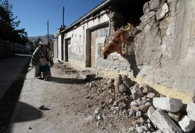 A dog jumps out of a partially collapsed house after a 5.3 magnitude shallow earthquake rocked the Andean region Arequipa, in Ichupampa, Peru, August 16, 2016. (Photo by Fredy Salcedo/Reuters)