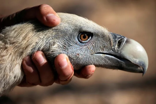 A conservationist holds the head of a griffon vulture after it was temporarily captured as part of a national project to protect and increase the population of the protected bird in Israel, at a makeshift data-collecting station near Sde Boker in southern Israel on October 29, 2019. The griffon vulture is not only ungainly, smelly and endangered: it is also often denied its biblical fame by being mixed up with the eagle. But for a network of Israeli conservationists, the bird still has pride of place in the land whose ancient prophets saw in its soaring flight a metaphor for religious exaltation. (Photo by Amir Cohen/Reuters)