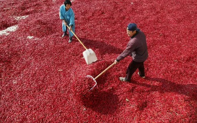 People spread red chili to dry at a village in Huaibei, Anhui province, China on November 10, 2017. (Photo by Reuters/China Stringer Network)