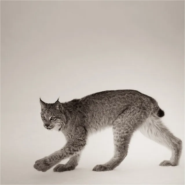 “Strolling”. Canadian Lynx Study.