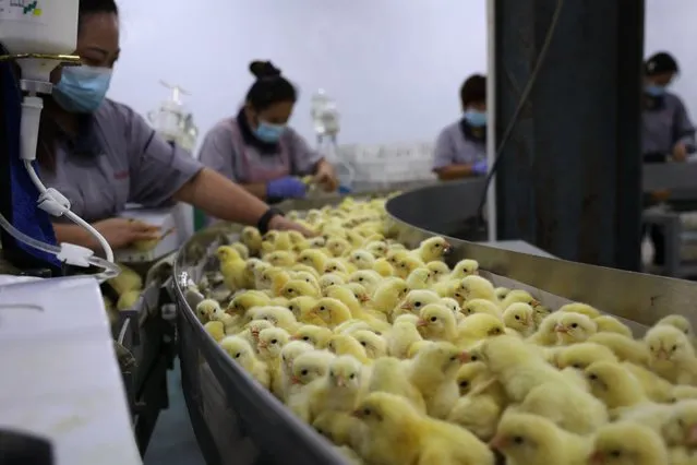 Workers check chicks at an egg incubation workshop in Binzhou in China's eastern Shandong province on November 2, 2022. (Photo by AFP Photo/China Stringer Network)