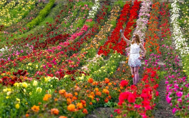 Eleanor Paton Lloyd admires a colour spectrum of a rose farm in Kincardine , Fife on July 26, 2022, which will be sold all across the UK. July 26 2022. The eight-acre farm has 120,000 plants of all shades of the colour spectrum. (Katielee Arrowsmith/Photo by South West News Service)