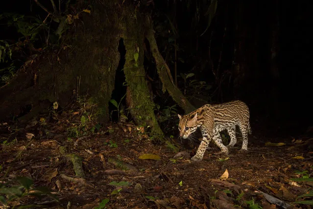 The British Ecological Society has announced the winners of its annual photography competition, Capturing Ecology. Taken by international ecologists and students, the winning images will be exhibited at the society’s joint annual meeting in Ghent in December. This year’s overall winner is Christopher Beirne, from the University of Exeter and Crees Foundation, with his image of an ocelot taking advantage of human-made nature trails to stalk its prey in Peru. “The photograph was taken in an area of land, which was completely cleared for agriculture 30-50 years ago. Documenting the wildlife that has returned as the forest has recovered was not only a real privilege, it has also changed my perspective on the value of degraded land in tropical areas”. (Photo by Christopher Beirne/University of Exeter and Crees Foundation/British Ecological Society)