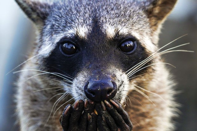 A raccoon eats peanuts on the boardwalk in Panama City, Sunday, March 23, 2025. (Photo by Matias Delacroix/AP Photo)