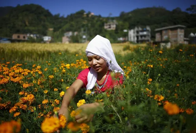 A woman picks marigold flowers in the fields before sending them to the market to be made into garlands which will be offered during prayers for the Tihar festival, also known as Diwali, in Kathmandu October 22, 2014. (Photo by Navesh Chitrakar/Reuters)