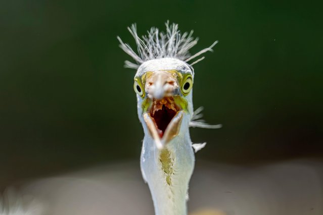 An egret in the second decade of April 2025 cools off in the Florida heat by gular fluttering, rapidly vibrating its throat muscles with an open beak. The mechanism helps to dissipate heat through evaporation. (Photo by Ronen Tivony/ZUMA Press Wire/Alamy Live News)
