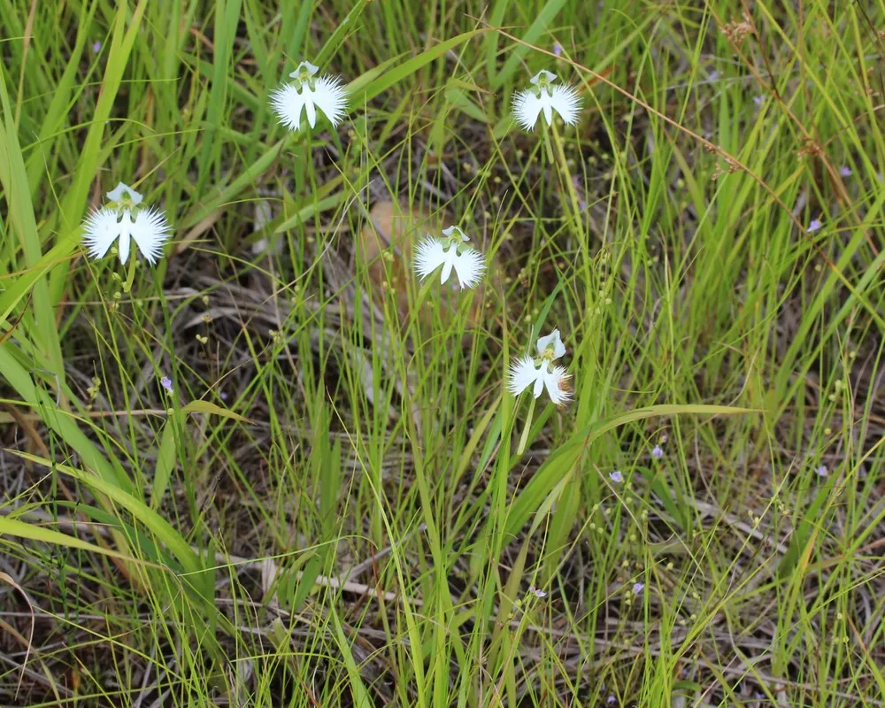 The White Egret Flower – Habenaria Radiata
