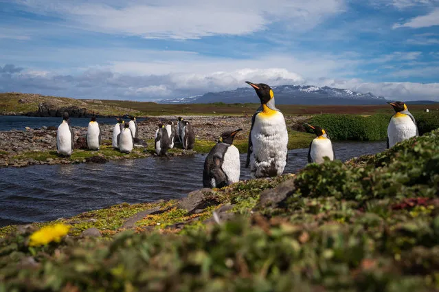 Penguins (Manchots Royaux) walk on the basement area on December 26, 2022, at the Kerguelen Islands, also known as the Desolation Islands, a group of islands in the sub-Antarctic. (Photo by Patrick Hertzog/AFP Photo)