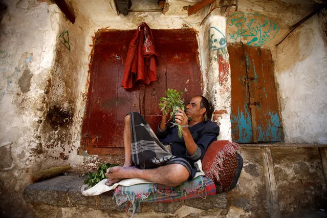 A man chews qat, a mild stimulant, as he sits in the old quarter of Yemen's capital Sanaa, September 17, 2016. (Photo by Mohamed al-Sayaghi/Reuters)