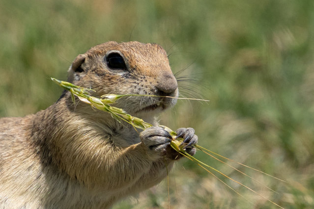 An Anatolian ground squirrel (Spermophilus xanthoprymnus), also known as 'Anadolu gelengisi,' is seen foraging in the rural steppes of Ankara, Turkiye, on June 18, 2025. One of the most common rodent species in the Anatolian plains, these ground squirrels prefer open grazing lands over wooded or cultivated areas, where they struggle to establish burrows or survive due to environmental constraints. (Photo by Harun Ozalp /Anadolu via Getty Images)