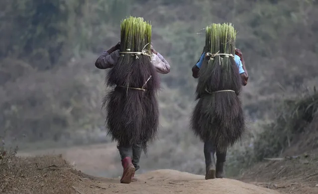 Tiwa tribal people carry raw Broom sticks (Thysanolaena maxima) from Jhum fields, in Karbi Anglong district of Assam, India, 27 January 2018. Broom grass has emerged as the most widely cultivated crop in the hills of Karbi Anglong district of Assam. Karbi Anglong is the largest producer of brooms in the entire country. (Photo by EPA/EFE/Stringer)